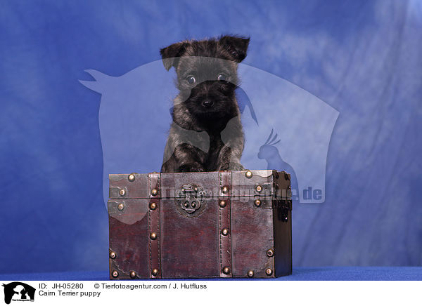Cairn Terrier puppy / JH-05280