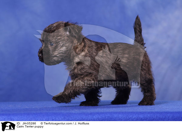 Cairn Terrier puppy / JH-05286