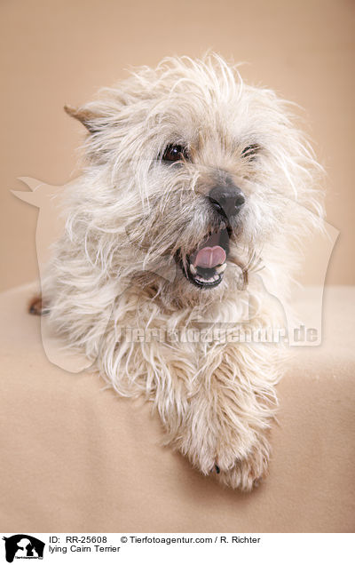 liegender Cairn Terrier / lying Cairn Terrier / RR-25608