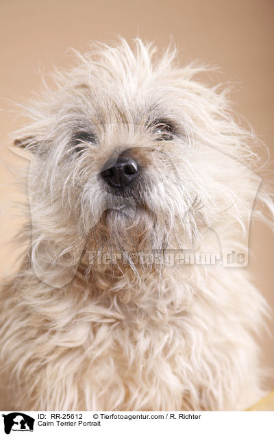 Cairn Terrier Portrait / Cairn Terrier Portrait / RR-25612