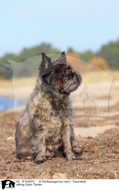 sitzender Cairn Terrier / sitting Cairn Terrier / IF-04970