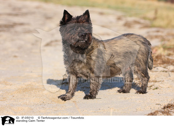 stehender Cairn Terrier / standing Cairn Terrier / IF-05010