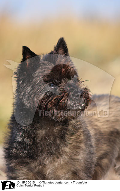 Cairn Terrier Portrait / Cairn Terrier Portrait / IF-05015