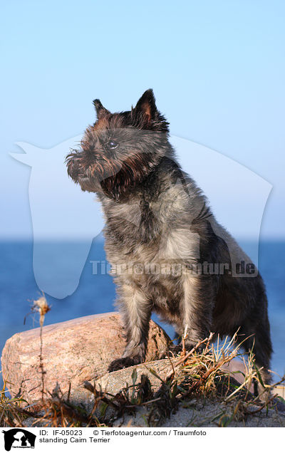 stehender Cairn Terrier / standing Cairn Terrier / IF-05023