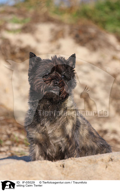 sitzender Cairn Terrier / sitting Cairn Terrier / IF-05029