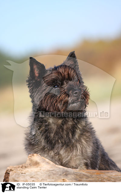 stehender Cairn Terrier / standing Cairn Terrier / IF-05035