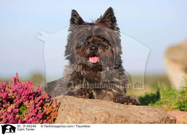 Cairn Terrier / Cairn Terrier / IF-06248