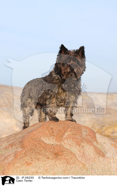 Cairn Terrier / IF-06255