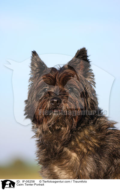 Cairn Terrier Portrait / Cairn Terrier Portrait / IF-06258