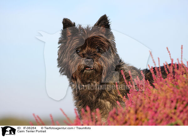 Cairn Terrier Portrait / Cairn Terrier Portrait / IF-06264