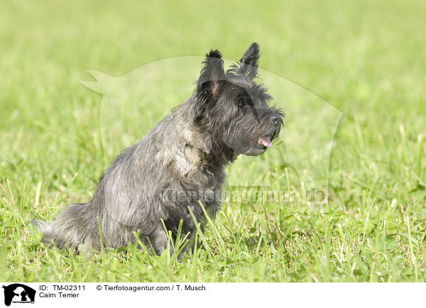 Cairn Terrier / Cairn Terrier / TM-02311