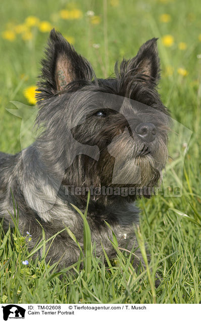 Cairn Terrier Portrait / TM-02608