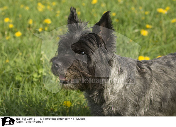 Cairn Terrier Portrait / TM-02613
