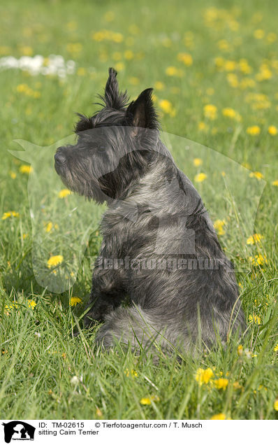 sitting Cairn Terrier / TM-02615