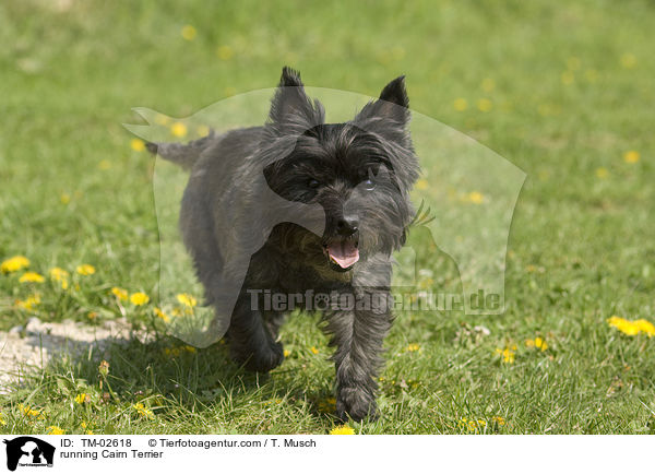 running Cairn Terrier / TM-02618