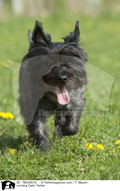 running Cairn Terrier / TM-02619