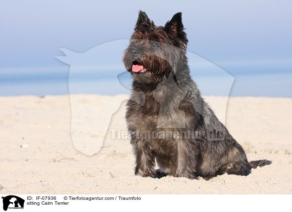 sitzender Cairn Terrier / sitting Cairn Terrier / IF-07936