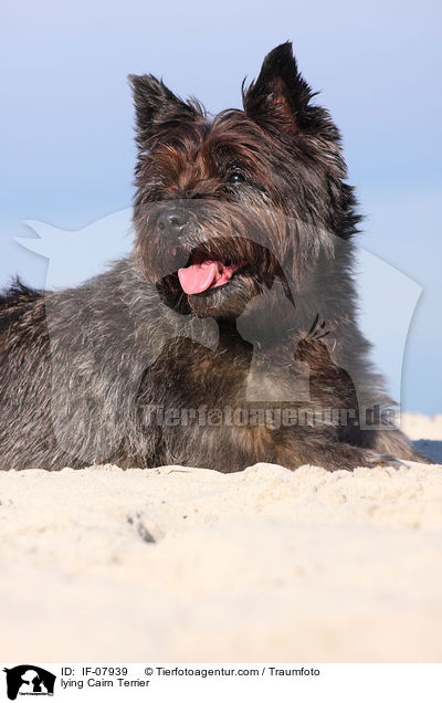 liegender Cairn Terrier / lying Cairn Terrier / IF-07939