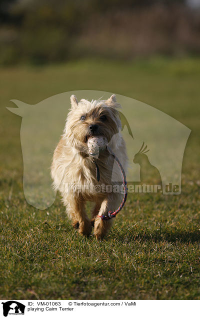 spielender Cairn Terrier / playing Cairn Terrier / VM-01063