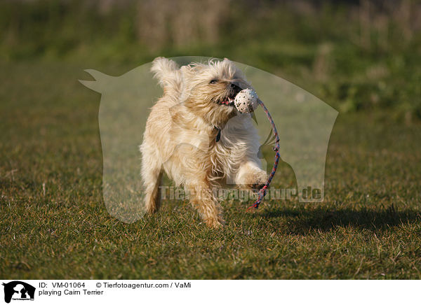 spielender Cairn Terrier / playing Cairn Terrier / VM-01064