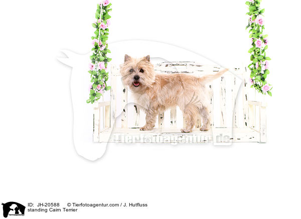 stehender Cairn Terrier / standing Cairn Terrier / JH-20588