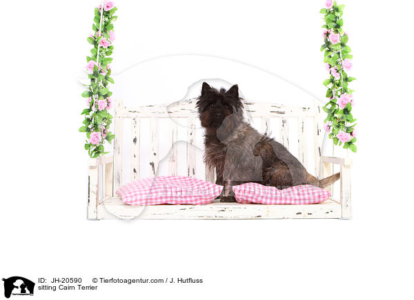 sitzender Cairn Terrier / sitting Cairn Terrier / JH-20590