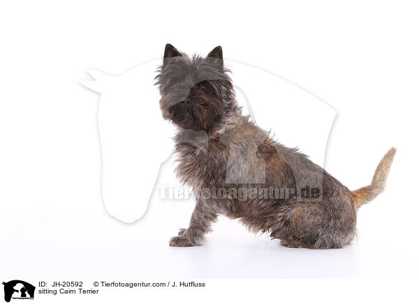 sitzender Cairn Terrier / sitting Cairn Terrier / JH-20592