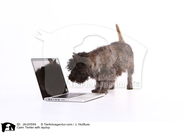 Cairn Terrier mit Laptop / Cairn Terrier with laptop / JH-20594