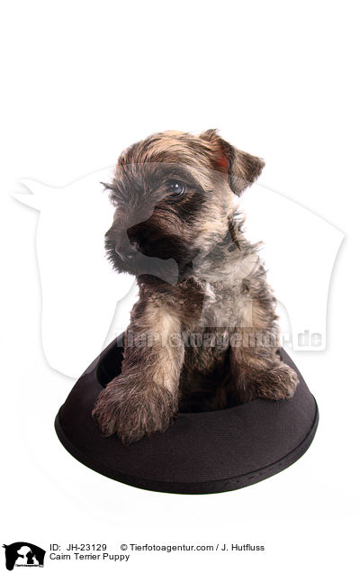 Cairn Terrier Welpe / Cairn Terrier Puppy / JH-23129