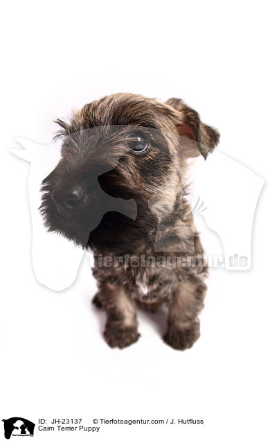 Cairn Terrier Welpe / Cairn Terrier Puppy / JH-23137