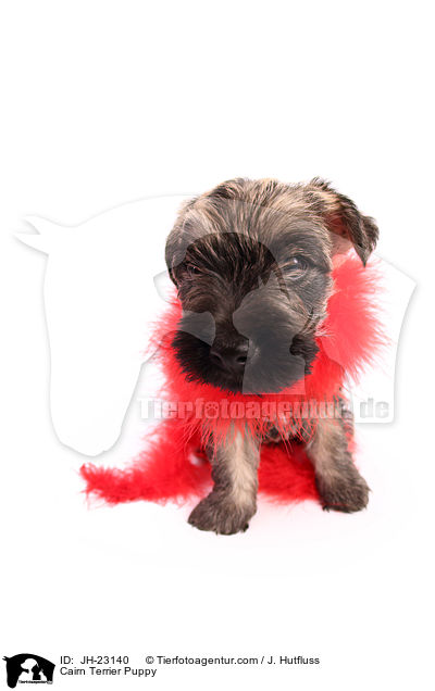 Cairn Terrier Welpe / Cairn Terrier Puppy / JH-23140