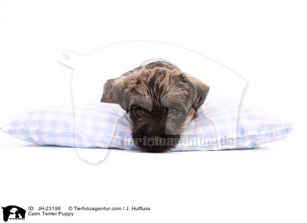 Cairn Terrier Welpe / Cairn Terrier Puppy / JH-23196