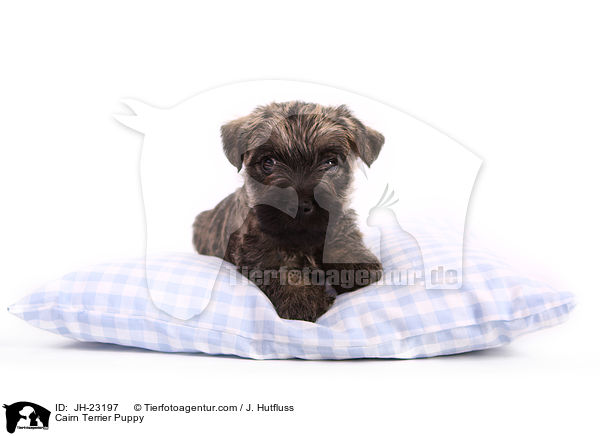 Cairn Terrier Welpe / Cairn Terrier Puppy / JH-23197
