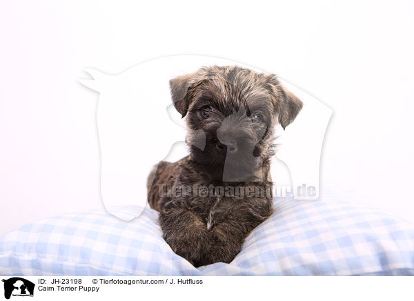 Cairn Terrier Welpe / Cairn Terrier Puppy / JH-23198