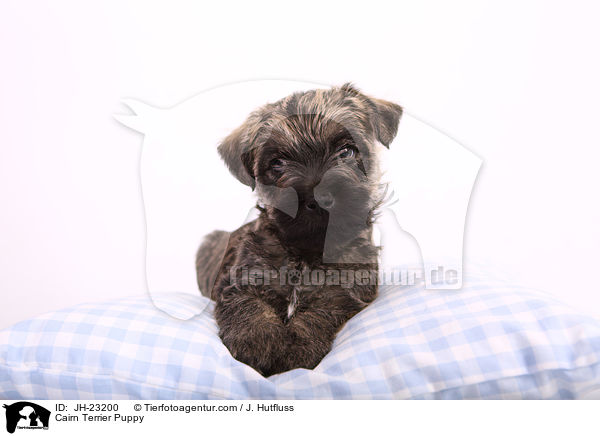 Cairn Terrier Welpe / Cairn Terrier Puppy / JH-23200