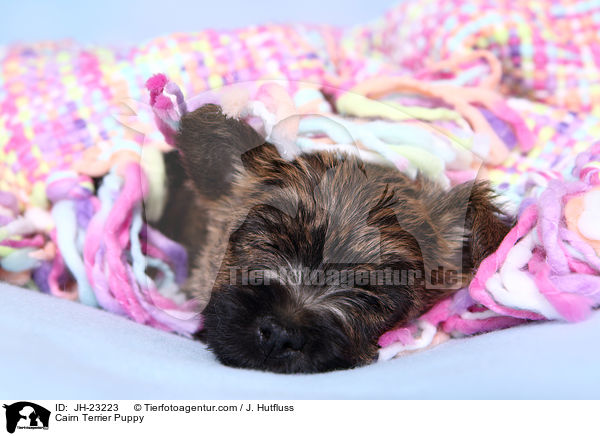 Cairn Terrier Welpe / Cairn Terrier Puppy / JH-23223