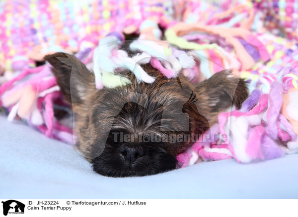 Cairn Terrier Welpe / Cairn Terrier Puppy / JH-23224