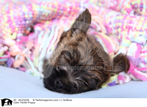 Cairn Terrier Welpe / Cairn Terrier Puppy / JH-23226