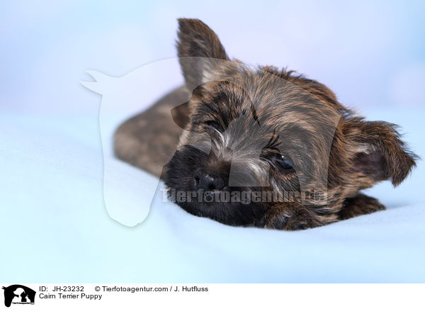 Cairn Terrier Welpe / Cairn Terrier Puppy / JH-23232