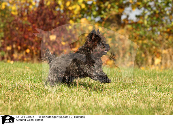 rennender Cairn Terrier / running Cairn Terrier / JH-23935