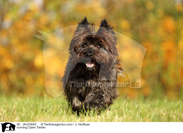 rennender Cairn Terrier / running Cairn Terrier / JH-23940