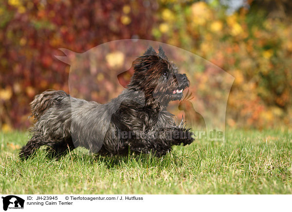 rennender Cairn Terrier / running Cairn Terrier / JH-23945