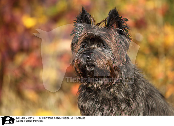 Cairn Terrier Portrait / Cairn Terrier Portrait / JH-23947