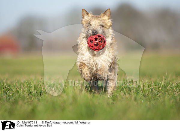 Cairn Terrier apportiert Ball / Cairn Terrier retrieves Ball / MW-07513