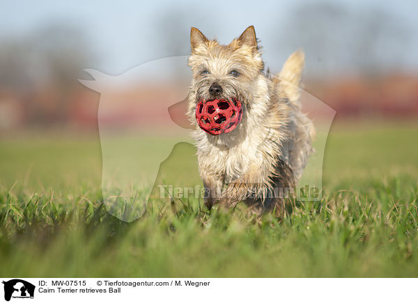 Cairn Terrier apportiert Ball / Cairn Terrier retrieves Ball / MW-07515