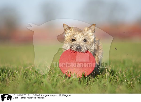 Cairn Terrier apportiert Frisbee / Cairn Terrier retrieves Frisbee / MW-07517