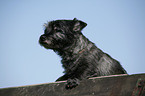 Cairn Terrier