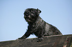 Cairn Terrier