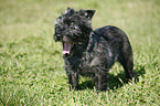 Cairn Terrier