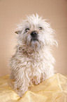 sitting Cairn Terrier